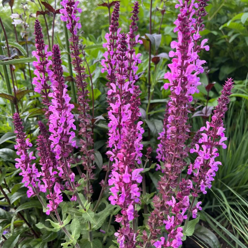 Salvia sylvestris Katsjing (Floración)