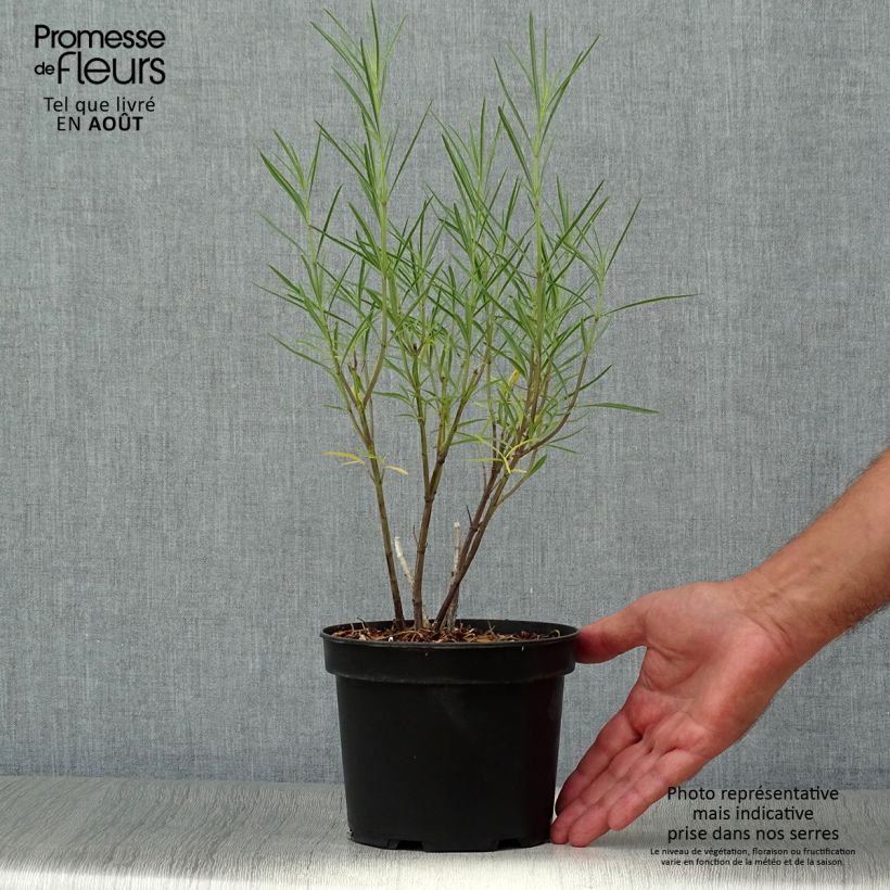 Ejemplar de Salvia reptans West Texas form - Sauge cobalt pot de 2L/3L entregado en verano