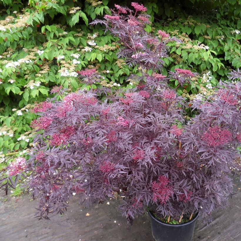Saúco negro Cherry Lace - Sambucus nigra (Porte)