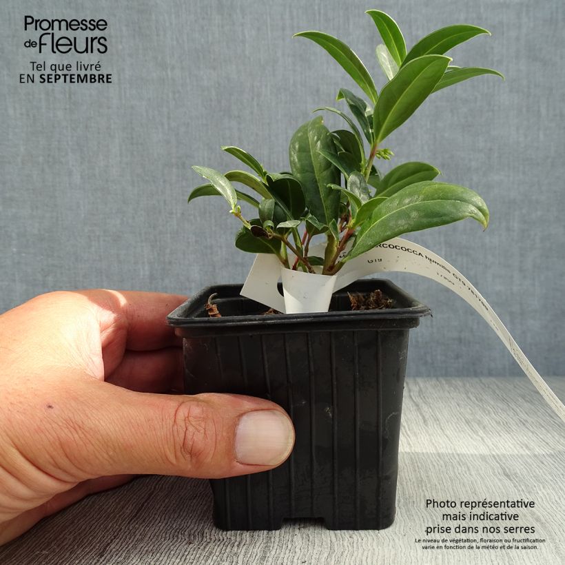 Ejemplar de Sarcococca hookeriana var. humilis - Sarcococa Maceta de 8/9 cm entregado en otoño