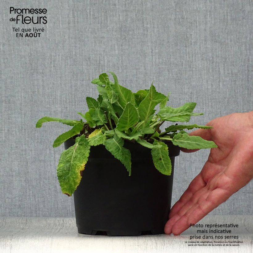 Ejemplar de Salvia sylvestris Rhapsody in Blue Maceta 2L/3L entregado en verano