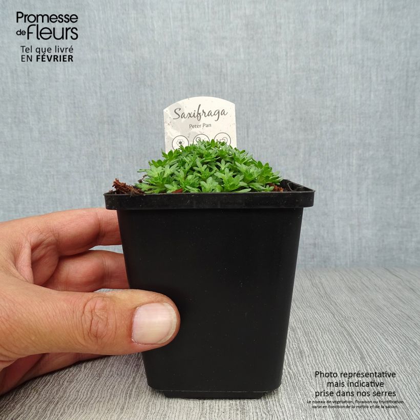 Ejemplar de Saxifraga arendsii Peter Pan - Saxífraga Maceta de 8/9 cm entregado en otoño