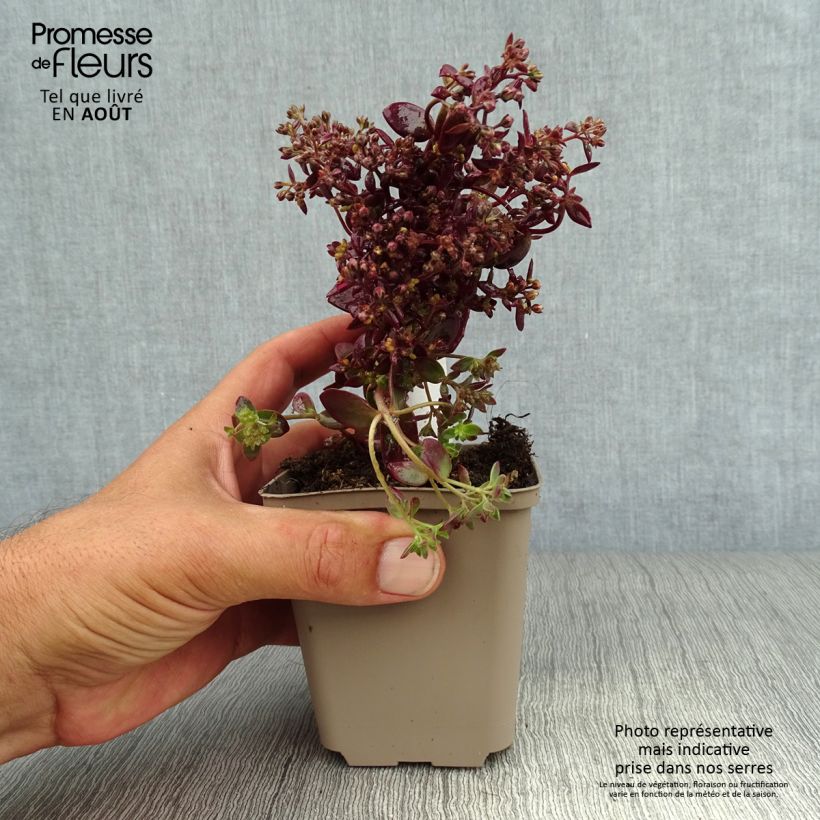 Ejemplar de Sedum Sunsparkler Firecracker - Orpin - Godet de 8/9cm entregado en verano