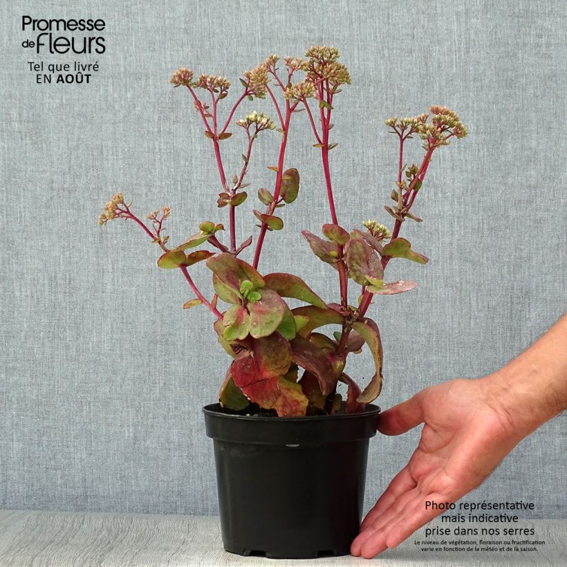 Ejemplar de Sedum Matrona Maceta 2L/3L entregado en verano