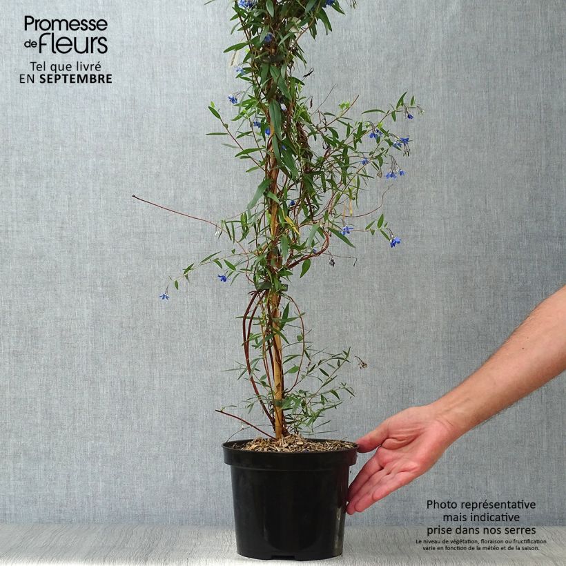 Ejemplar de Sollya heterophylla Ultra Blue - Campanita azul Maceta 4L/5L entregado en otoño