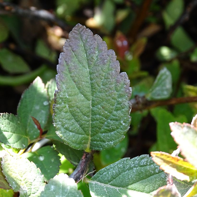 Espirea japonica Merlo Green - Espirea del Japón (Follaje)