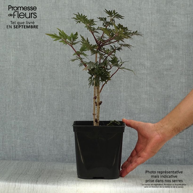 Ejemplar de Saúco negro Straight Laced - Sambucus nigra Maceta 3L/4L entregado en otoño