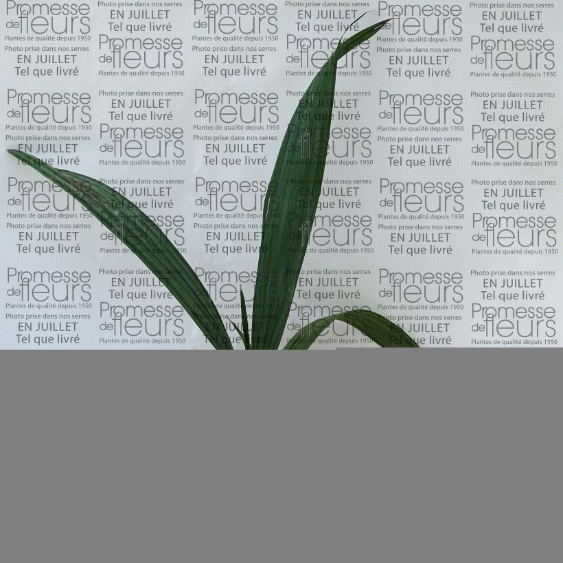 Ejemplar de Sabal maritima - Palmera Maceta de 12 cm / 13 cmAltura de entrega aprox. 20/30cm entregado en verano