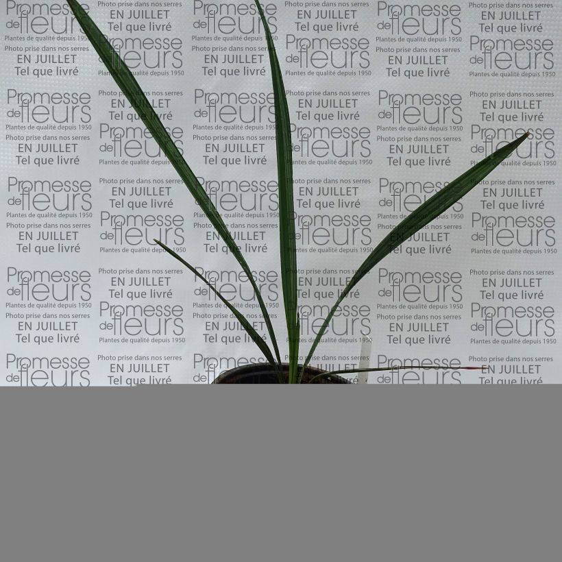 Ejemplar de Sabal mauritiiformis - Palmera Maceta de 12 cm / 13 cmAltura de entrega aprox. 20/30cm entregado en verano