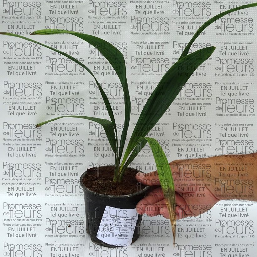 Ejemplar de Sabal mexicana - Palmito mexicano Maceta de 12 cm / 13 cmAltura de entrega aprox. 20/30cm entregado en verano