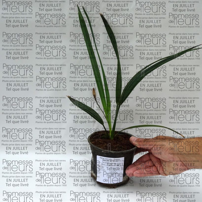 Ejemplar de Sabal palmetto - Palmeto Maceta de 12 cm / 13 cm entregado en verano