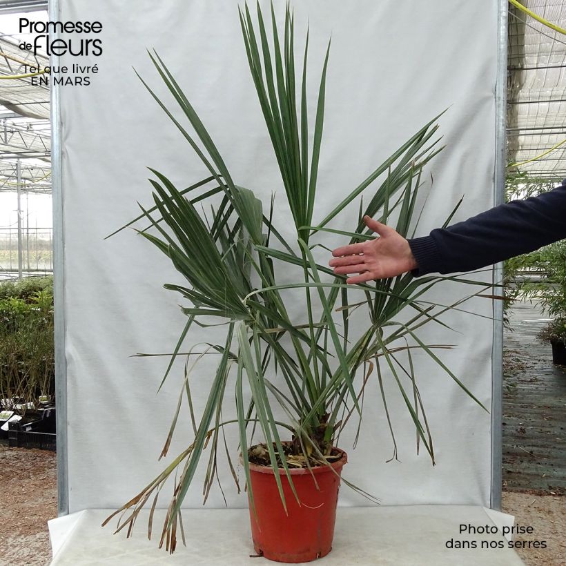 Sabal palmetto - Palmeto Maceta 7,5L/10L Ejemplar entregado en la primavera