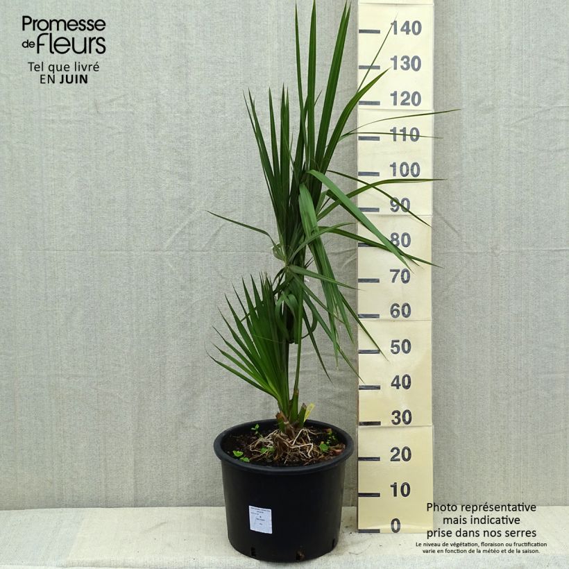 Ejemplar de Sabal palmetto - Palmeto Maceta 20L/25L entregado en verano