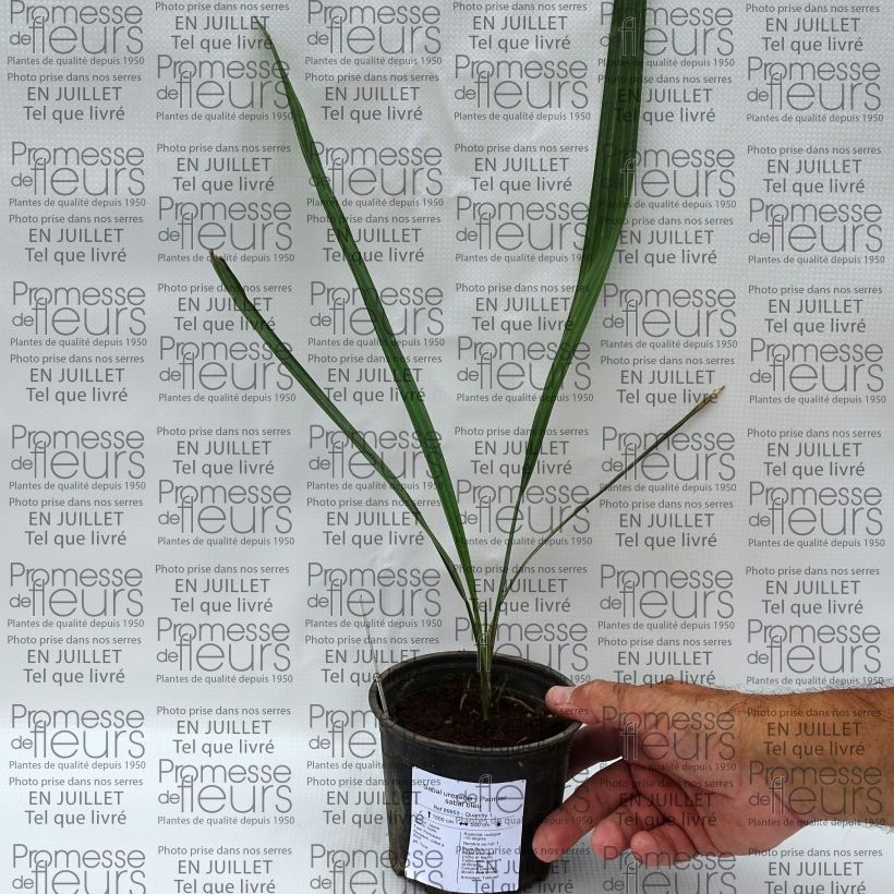 Ejemplar de Sabal uresana - Sonora palmetto Maceta de 12 cm / 13 cmAltura de entrega aprox. 20/30cm entregado en verano