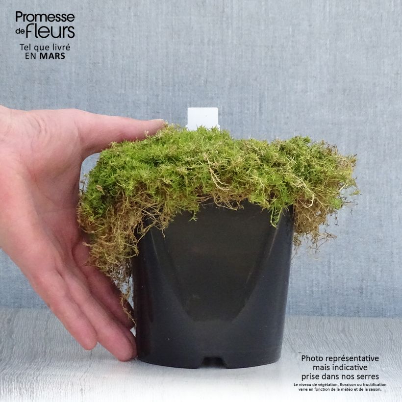 Sagina subulata Lime Moss - Musgo irlandés Maceta 1,5L/2L Ejemplar entregado en la primavera
