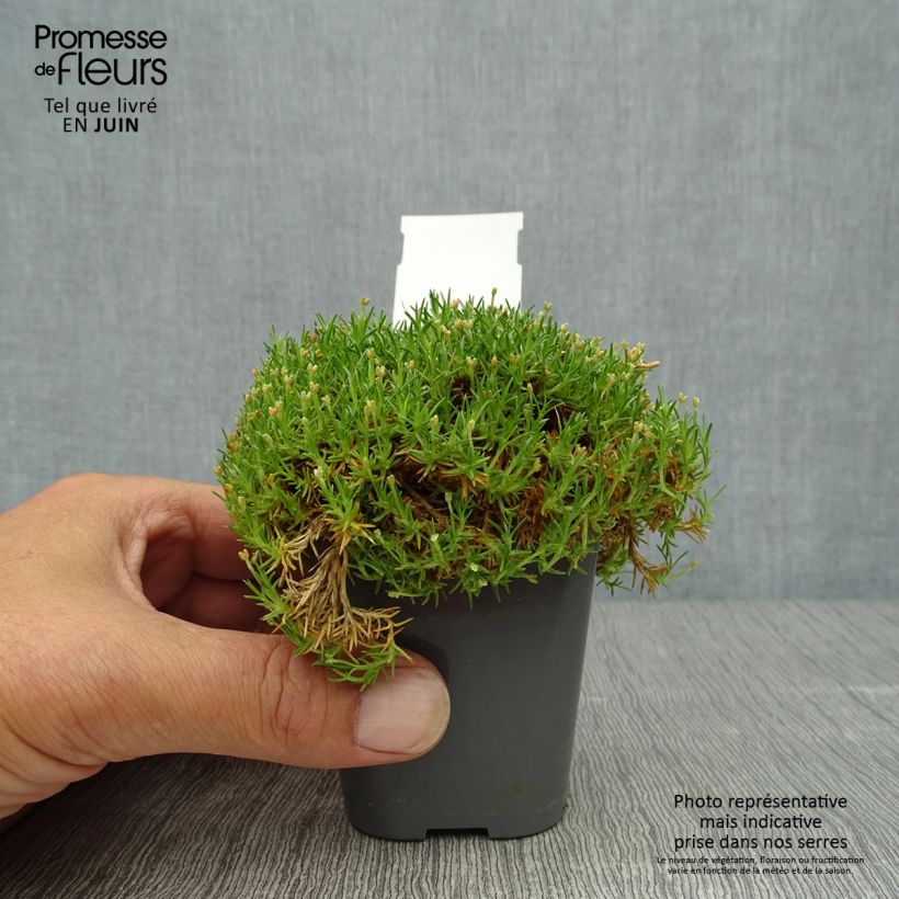 Ejemplar de Sagina subulata Pine Green - Musgo irlandés Maceta de 8/9 cm entregado en verano