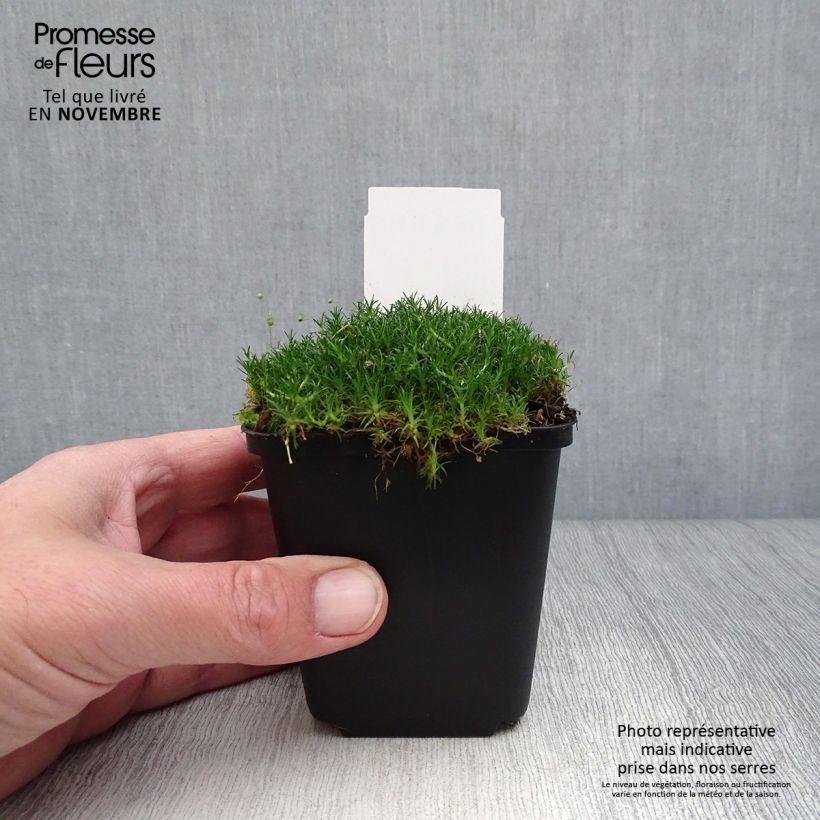 Ejemplar de Sagina subulata - Musgo irlandés Maceta de 8/9 cm entregado en otoño