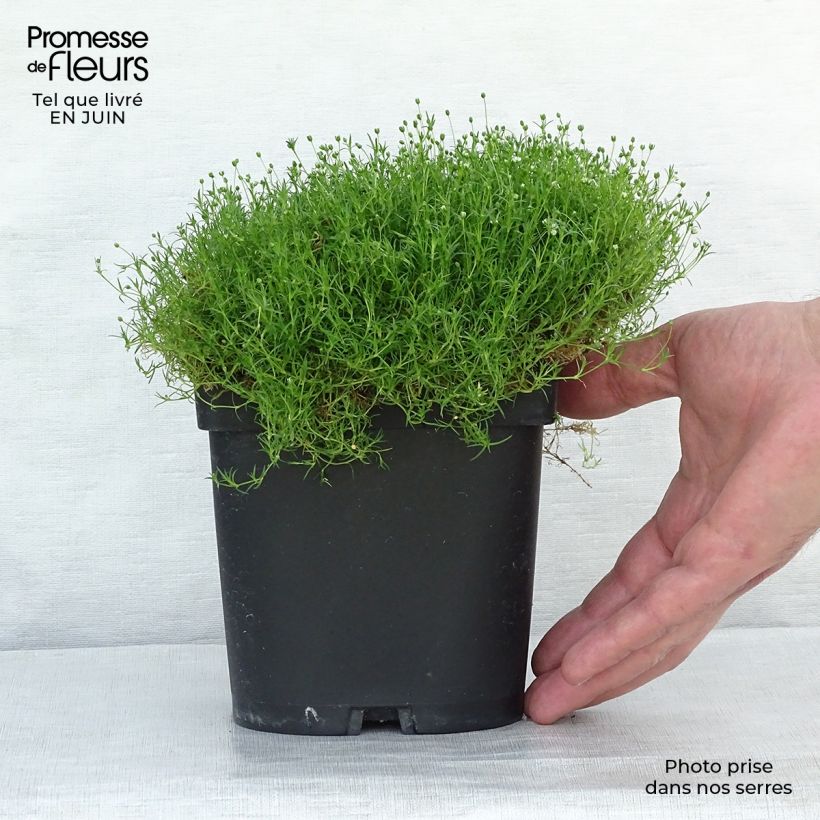 Ejemplar de Sagina subulata - Musgo irlandés Maceta de 8/9 cm entregado en verano