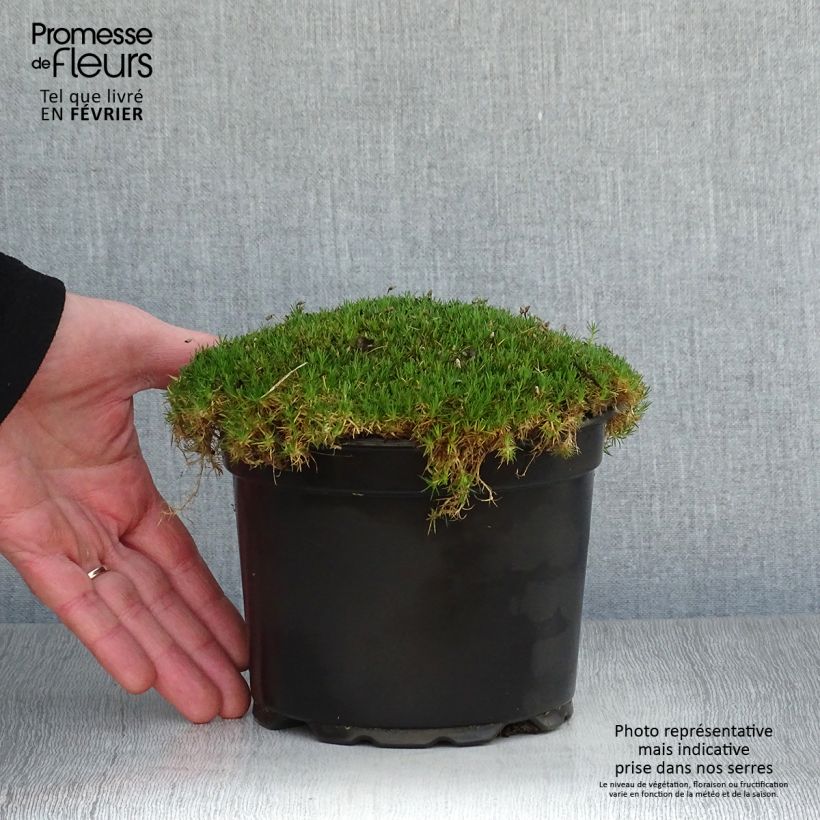 Sagina subulata - Musgo irlandés Maceta 2L/3L Ejemplar entregado en invierno