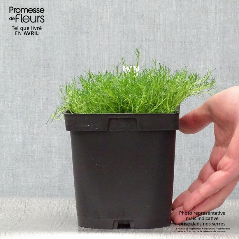 Sagina subulata - Musgo irlandés Maceta 2L/3L Ejemplar entregado en la primavera