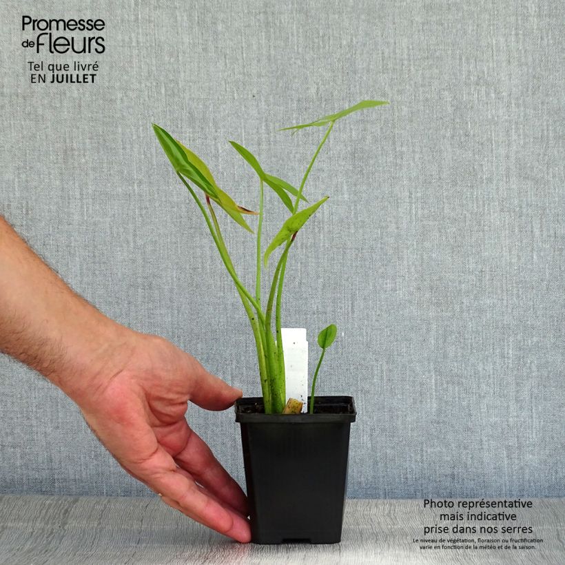 Ejemplar de Sagittaria sagittifolia Flore Pleno - Flecha de agua Maceta de 8/9 cm entregado en verano