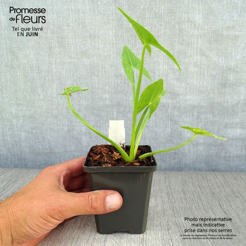 Ejemplar de Sagittaria sagittifolia - Flecha de agua Maceta de 8/9 cm entregado en verano