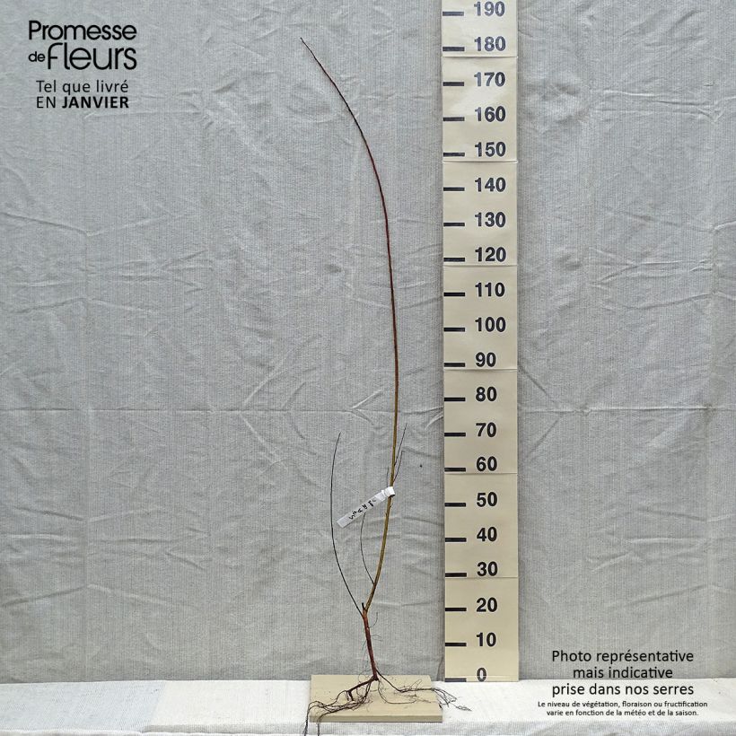 Salix alba Chermesina - Sauce blanco Raíces desnudasAltura de entrega aprox. 50/80cm Ejemplar entregado en invierno