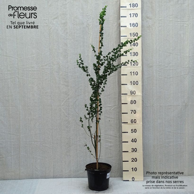Ejemplar de Salix babylonica Crispa - Sauce llorón Maceta 7,5L/10LAltura de entrega aprox. 200cm entregado en verano