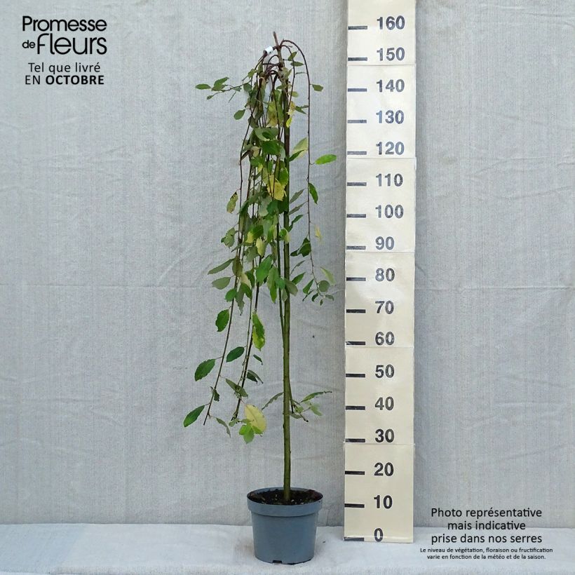 Ejemplar de Salix caprea Kilmarnock - Sauce cabruno llorón Maceta 4L/5L entregado en otoño