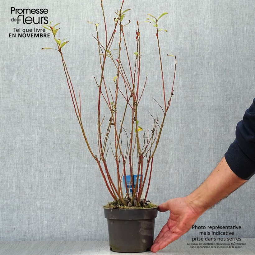 Ejemplar de Salix gracilistyla Mount Aso - Sauce Maceta 2L/3L entregado en otoño