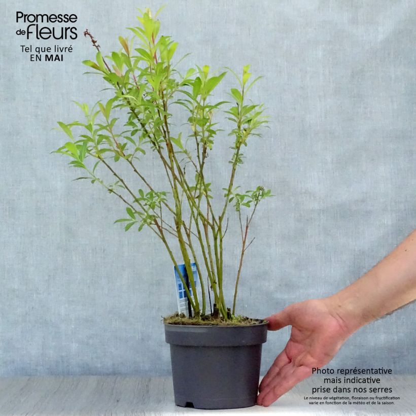 Salix gracilistyla Mount Aso - Sauce Maceta 2L/3L Ejemplar entregado en la primavera