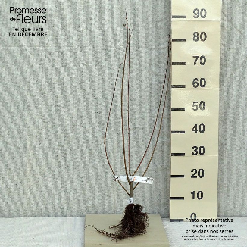 Salix cinerea - Sauce ceniciento Raíces desnudasAltura de entrega aprox. 60/90cm Ejemplar entregado en invierno