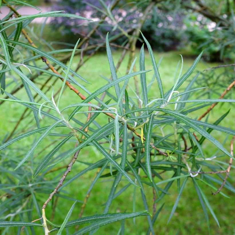 Salix elaeagnos Angustifolia - Sauce gris (Follaje)