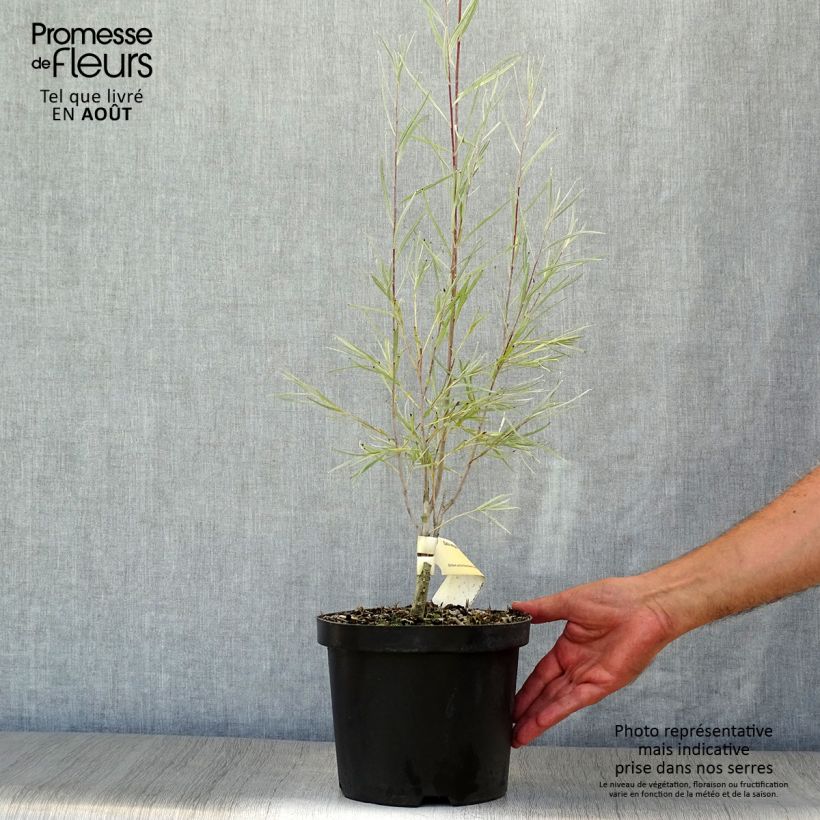 Ejemplar de Salix exigua - Sauce de hojas angostas Maceta 3L/4LAltura de entrega aprox. 20/40cm entregado en verano