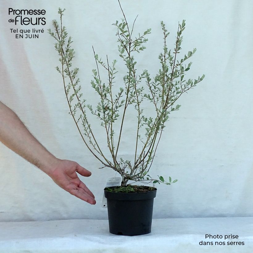 Ejemplar de Salix repens - Sauce rastrero Maceta 2L/3LAltura de entrega aprox. 50/60cm entregado en verano