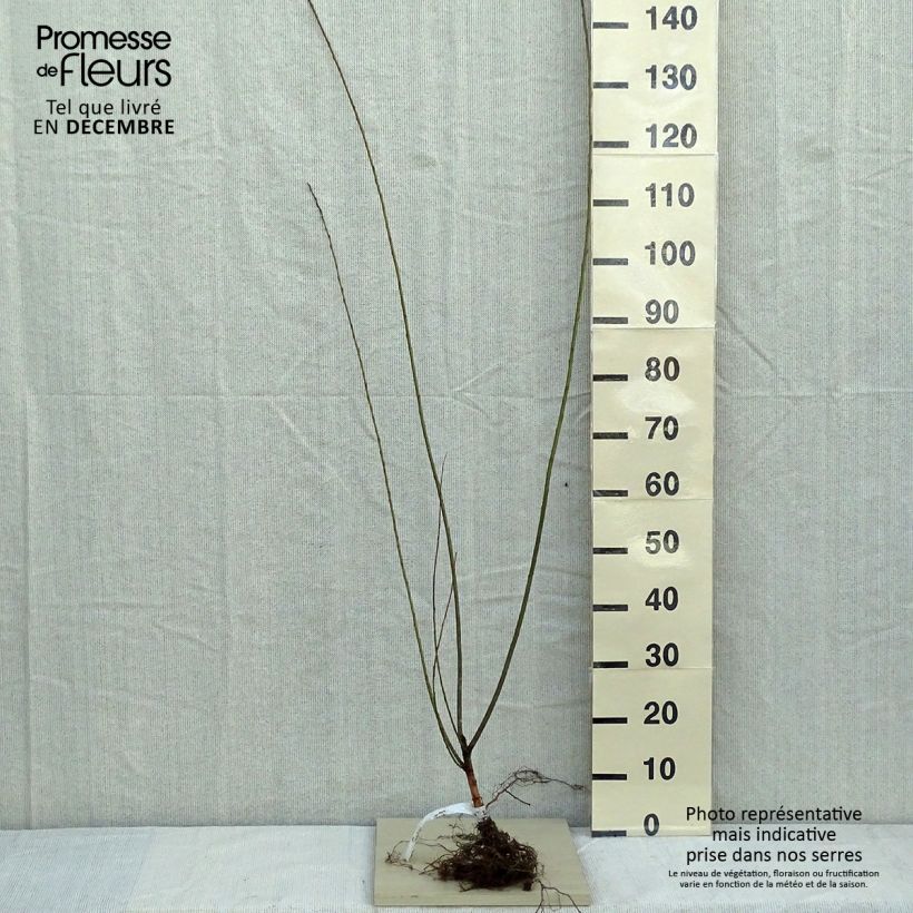 Salix triandra - Mimbrera oscura​ Raíces desnudasAltura de entrega aprox. 60/80cm Ejemplar entregado en invierno