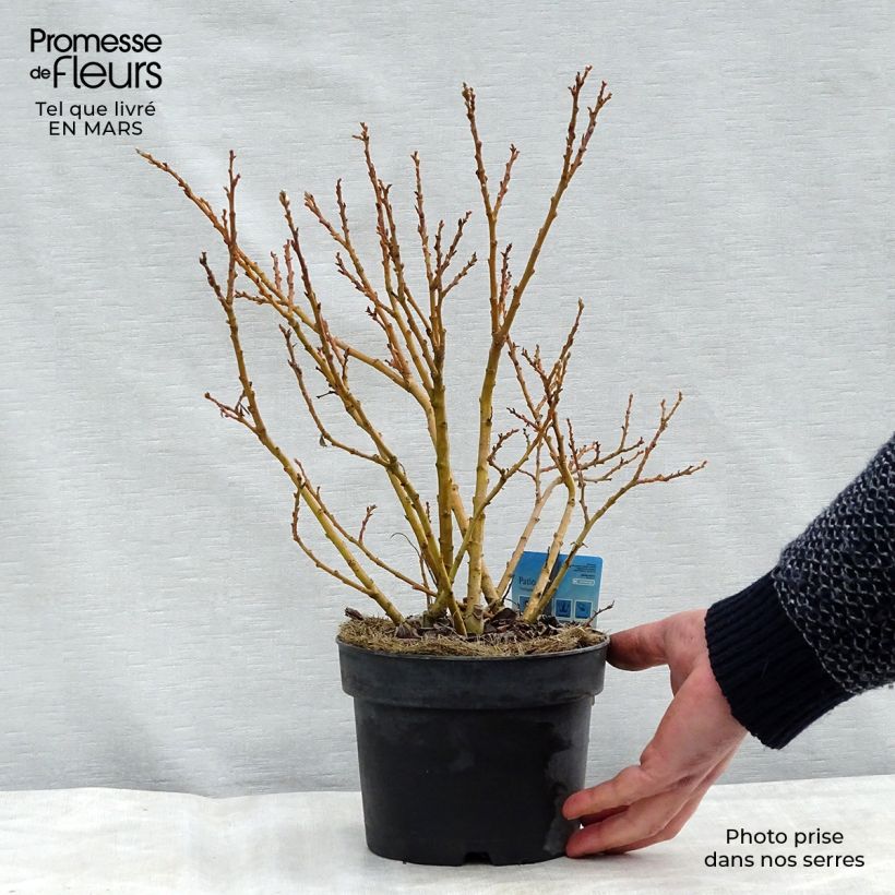 Salix tetrapla - Sauce Maceta 2L/3LAltura de entrega aprox. 30/40cm Ejemplar entregado en la primavera