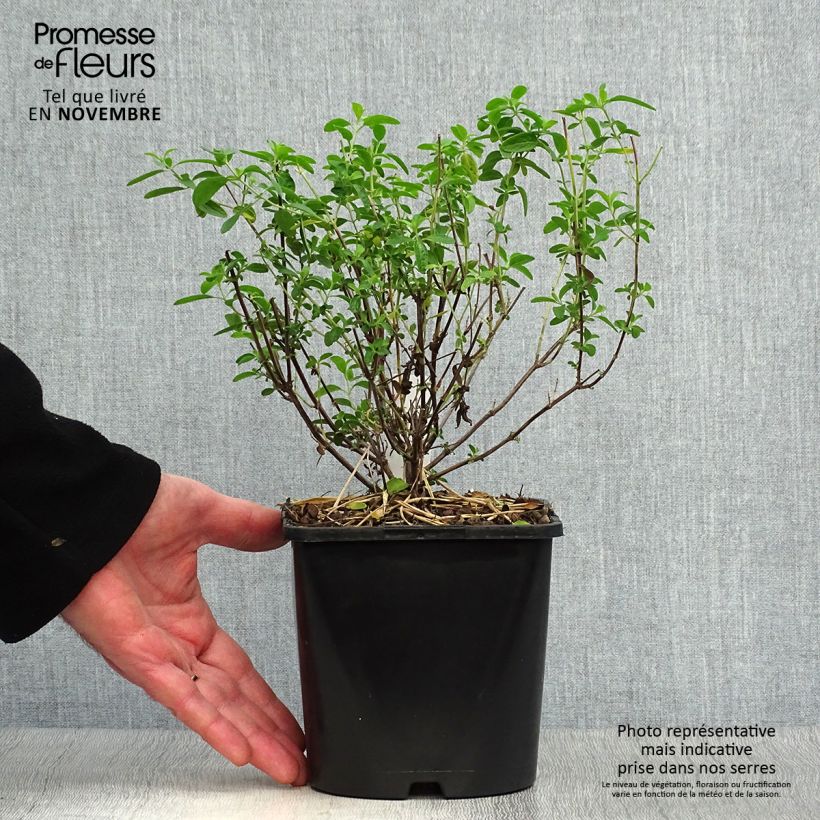 Ejemplar de Salvia Delice Feline Maceta 2L/3L entregado en otoño