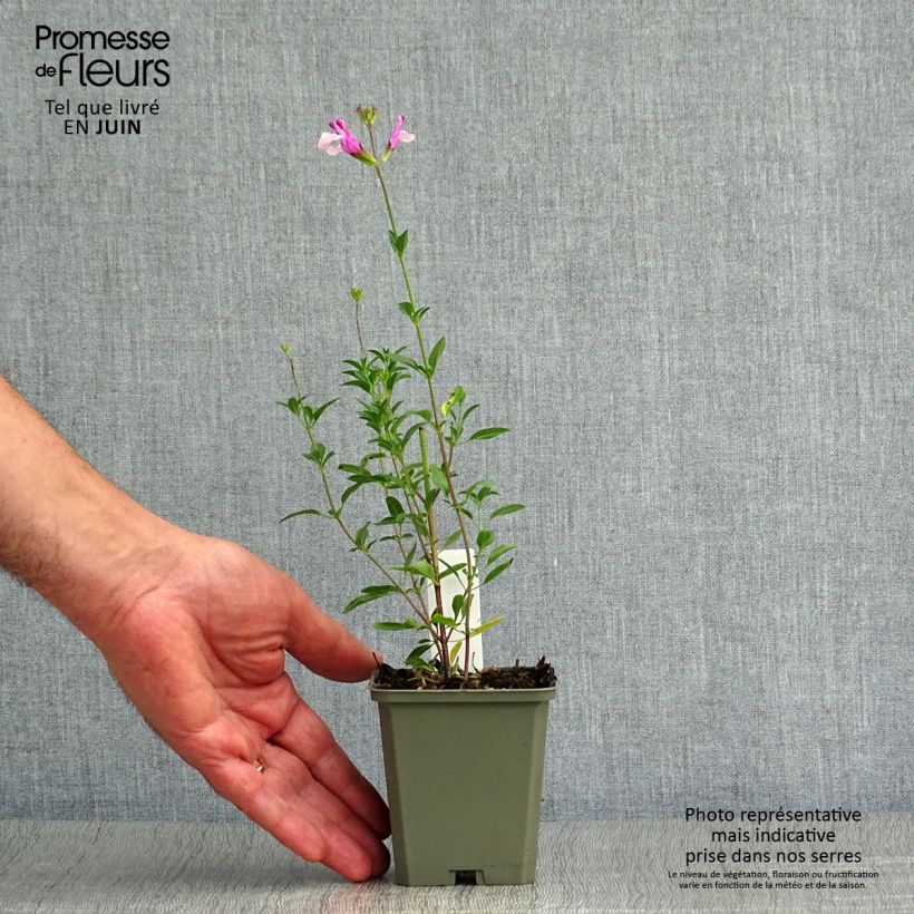Ejemplar de Salvia Dyson's Joy - Sauge arbustive Godet de 8/9 cm entregado en verano