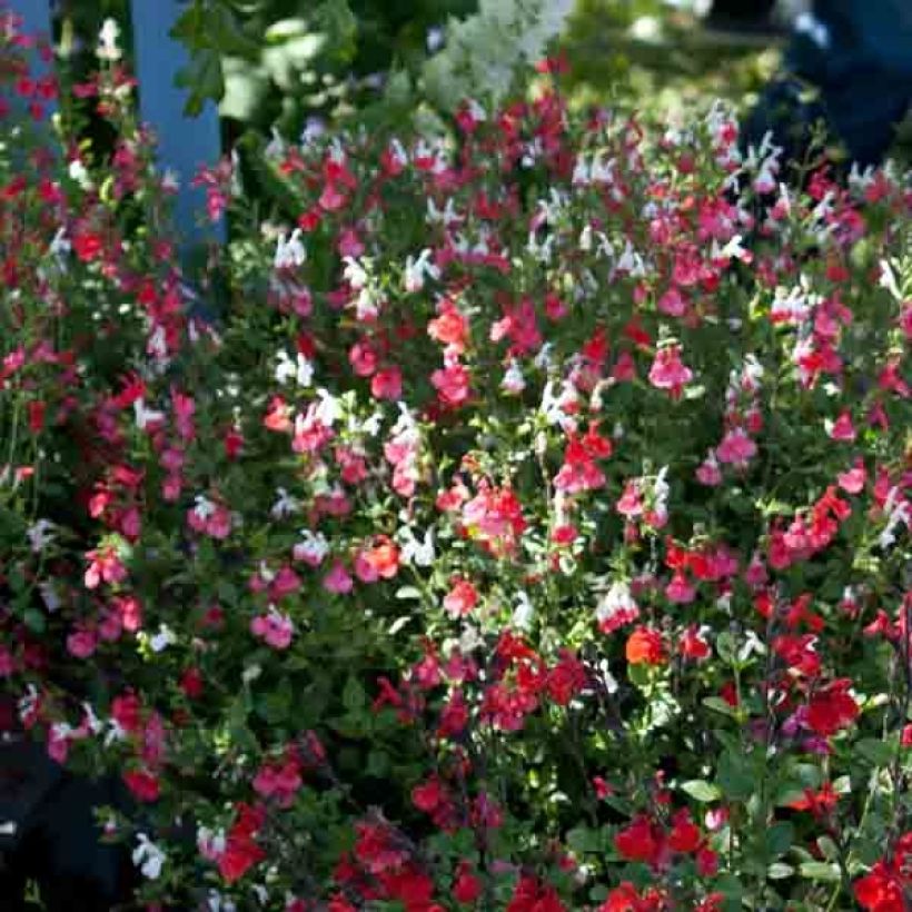 Salvia microphylla grahamii Hot Lips (Porte)