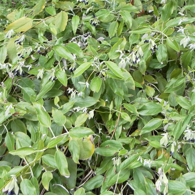 Salvia - Salvia discolor (Follaje)