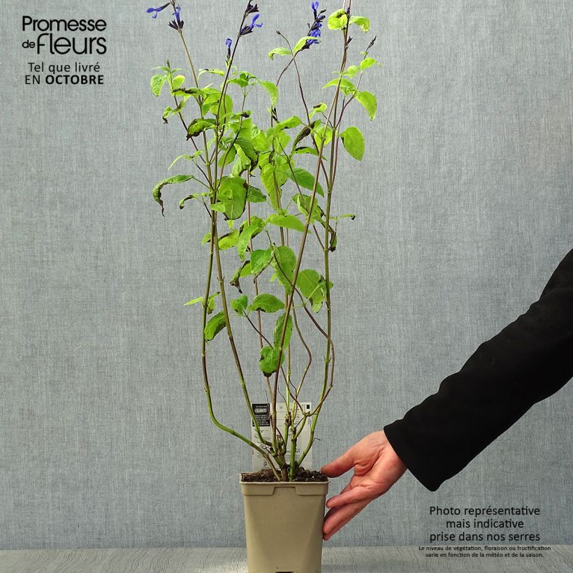 Ejemplar de Salvia guaranitica Black and Blue - Salvia azul Maceta 2L/3L entregado en otoño