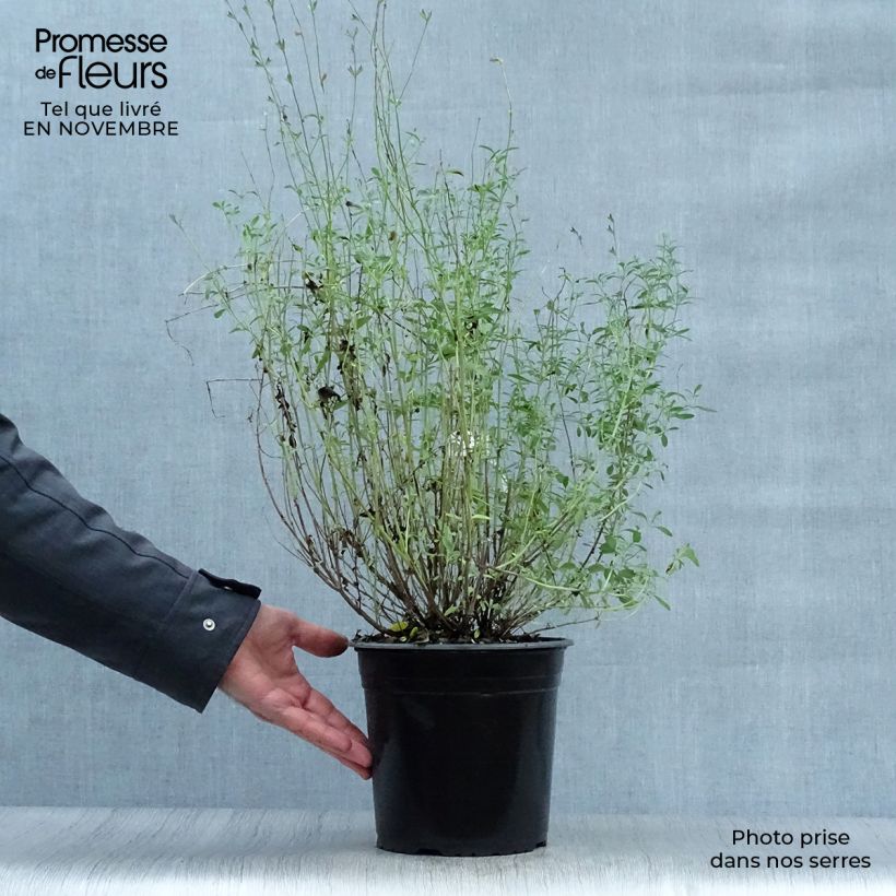 Ejemplar de Salvia jamensis Violette de Loire Maceta 2L/3L entregado en otoño