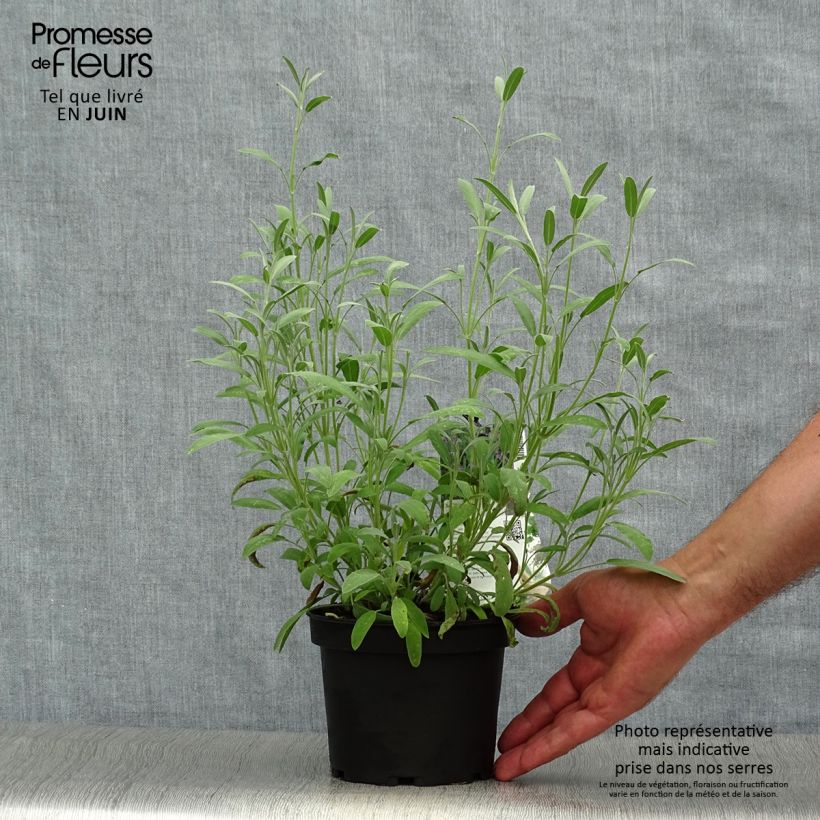 Ejemplar de Salvia - Salvia lavandulifolia Maceta 1,5L/2L entregado en verano