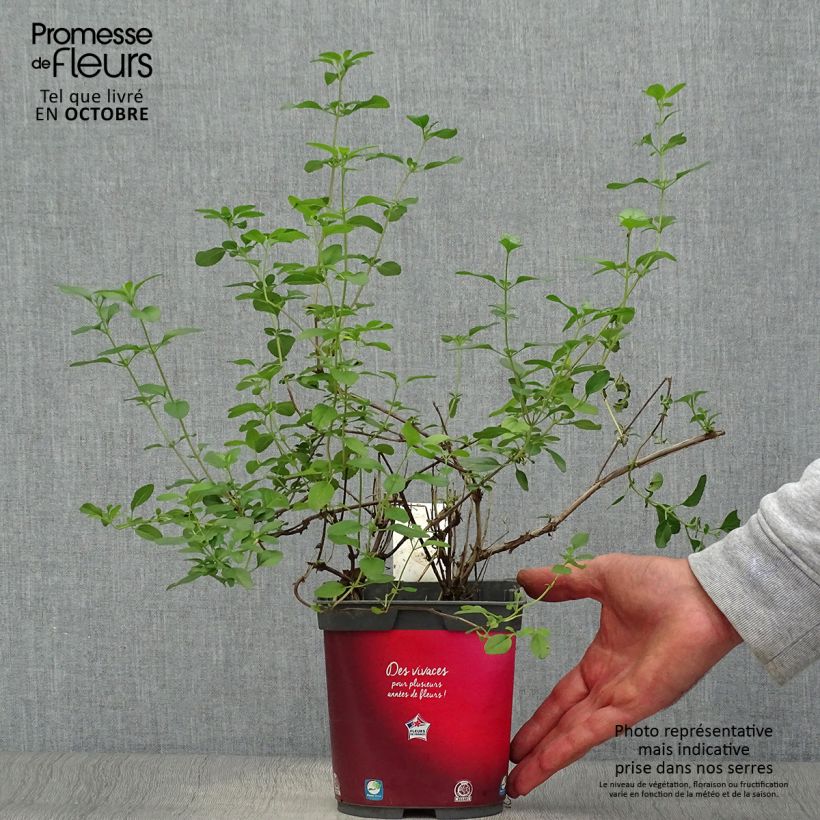 Ejemplar de Salvia microphylla Royal Bumble - Salvia rosa Maceta 2L/3L entregado en otoño