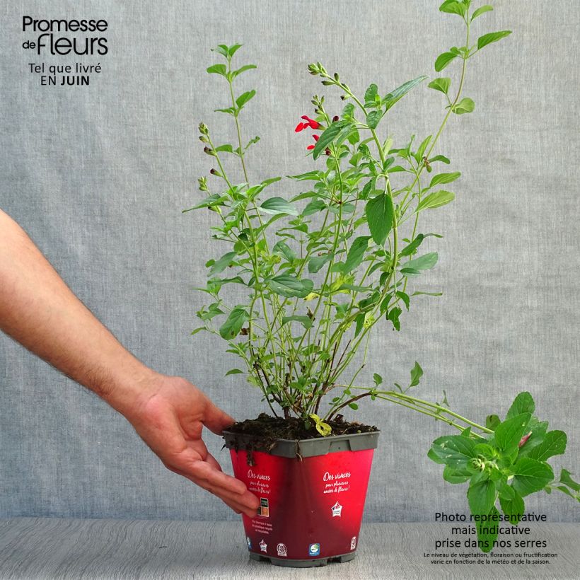 Ejemplar de Salvia microphylla Royal Bumble - Salvia rosa Maceta 2L/3L entregado en verano