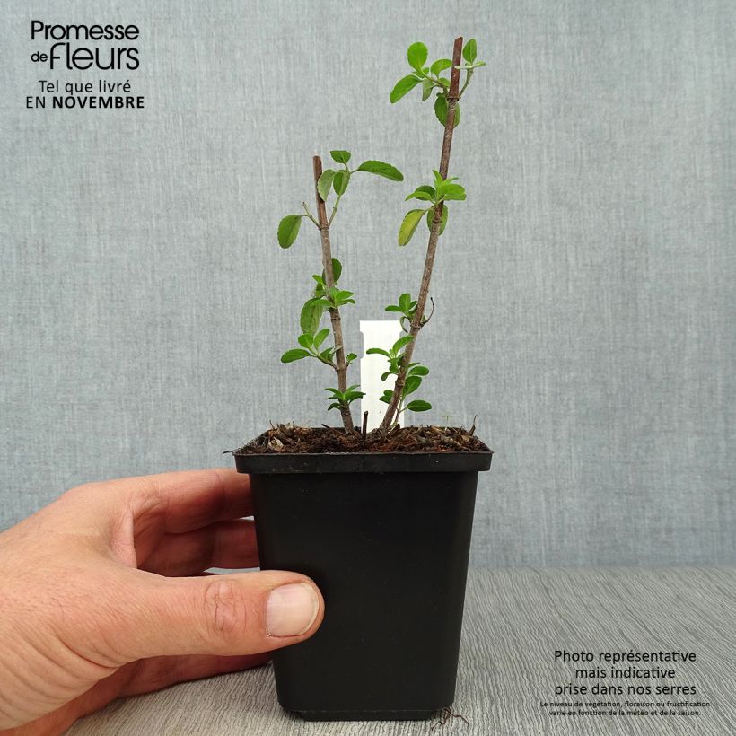 Ejemplar de Salvia microphylla Royal Bumble - Salvia rosa Maceta de 8/9 cm entregado en otoño
