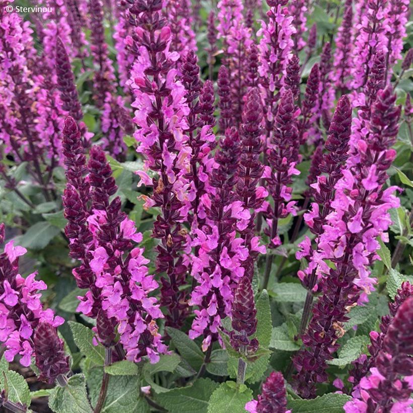 Salvia nemorosa Midnight Rose (Floración)