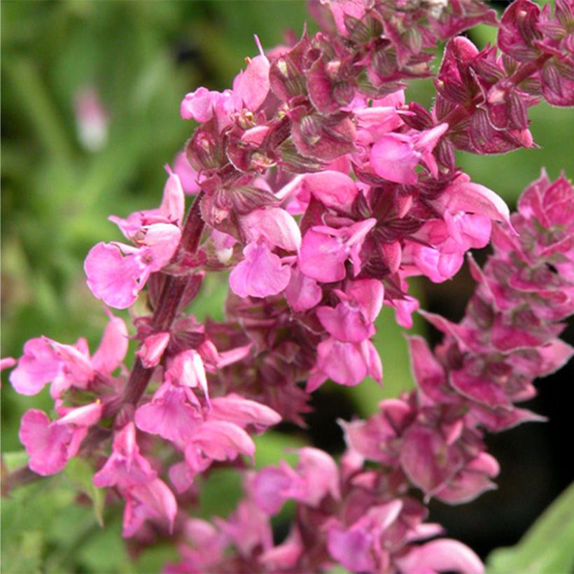 Salvia nemorosa Rose Queen (Floración)
