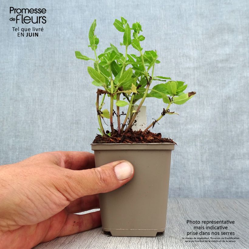 Ejemplar de Salvia nemorosa Sensation Rose - Sauge des bois rose clair Godet de 9cm entregado en verano
